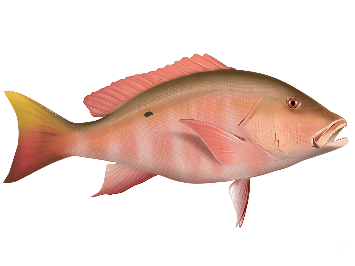 Mutton Snapper